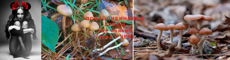 Псилоцибиновые грибы Psilocybe  Ногинск 